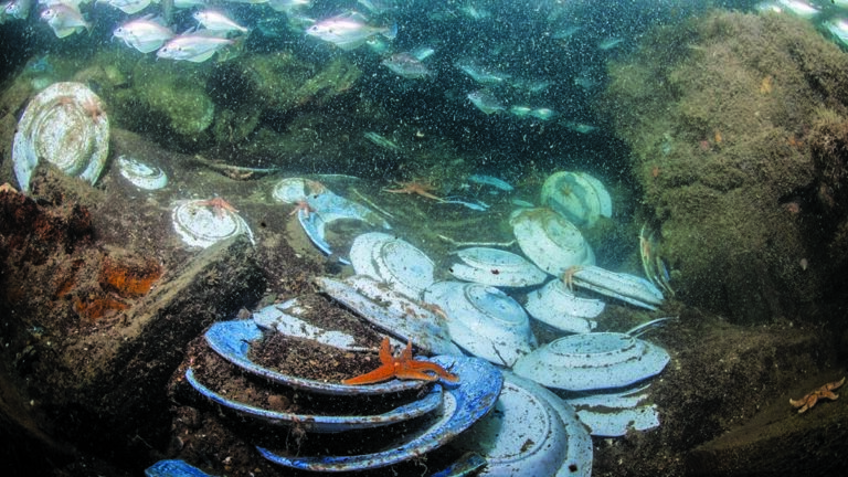 Des étoiles de mer explorent un site de plongée insolite jonché de vaisselle, révélant l'impact humain sur l'écosystème ma...
