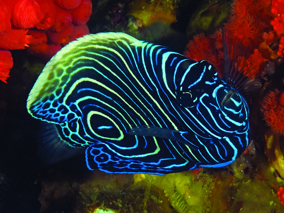 Poisson ange juvénile