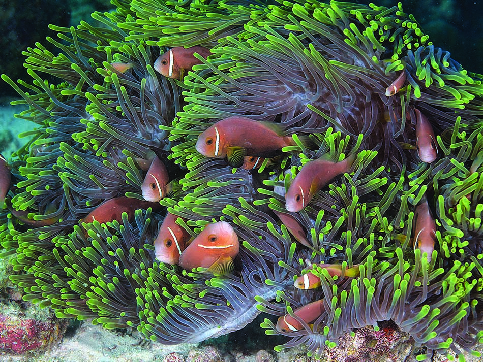 Poisson clown