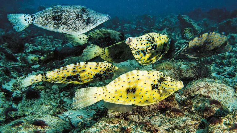 Un banc de poissons-lime gribouille illumine les fonds marins, offrant un spectacle fascinant pour les passionnés de plong...