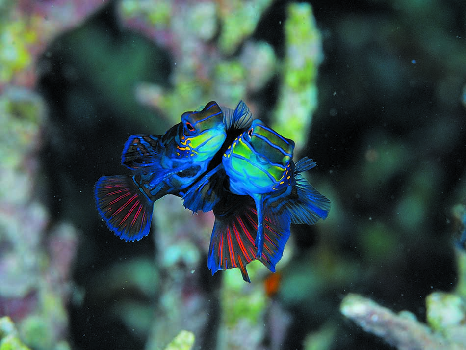 Poisson mandarin