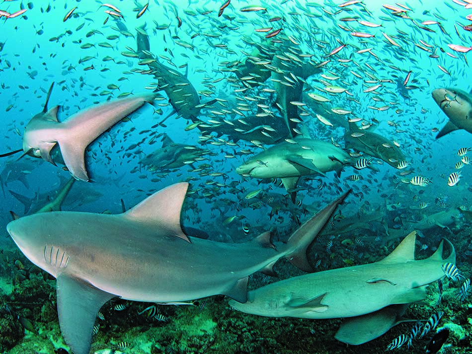 Requin 1