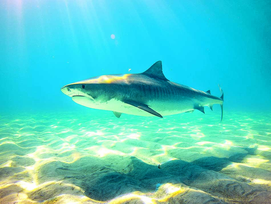 Requin blanc