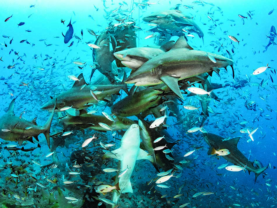 Requin fidji