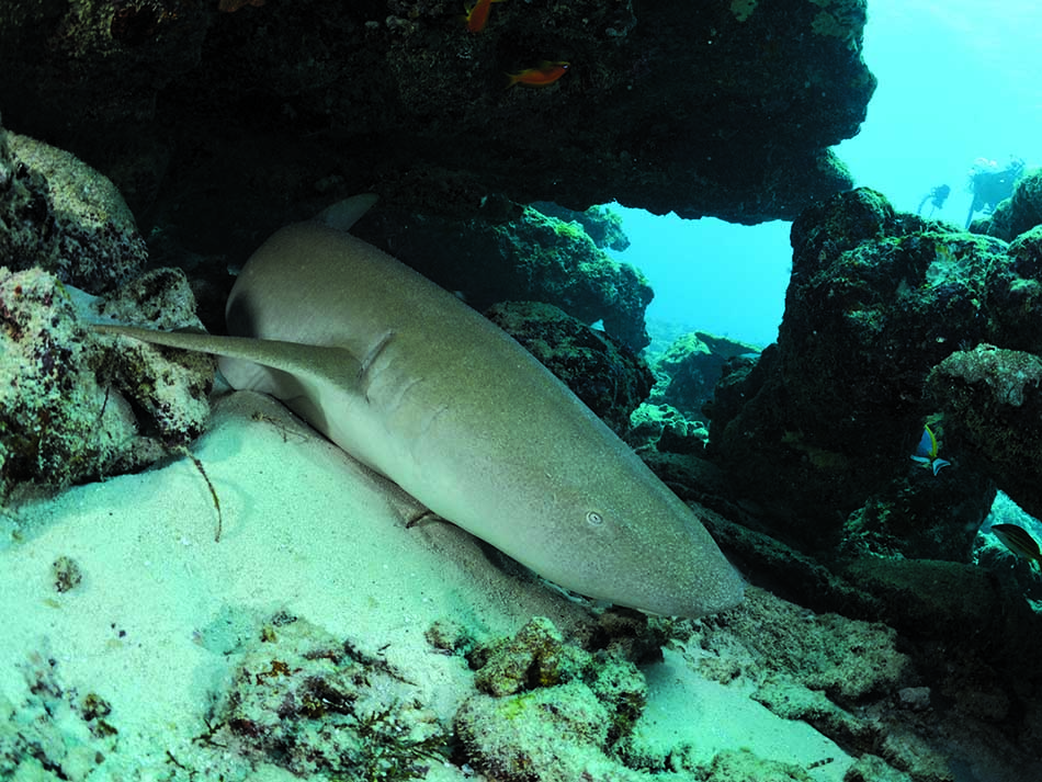 Requin nourrice