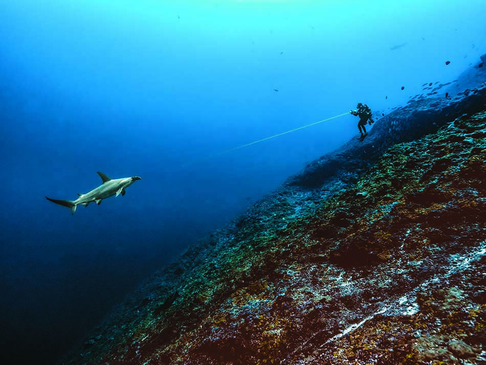 Requin plongeur