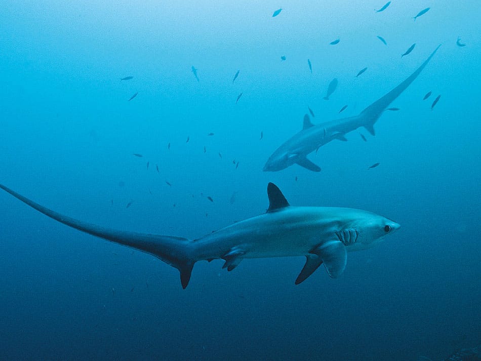 Requin renard
