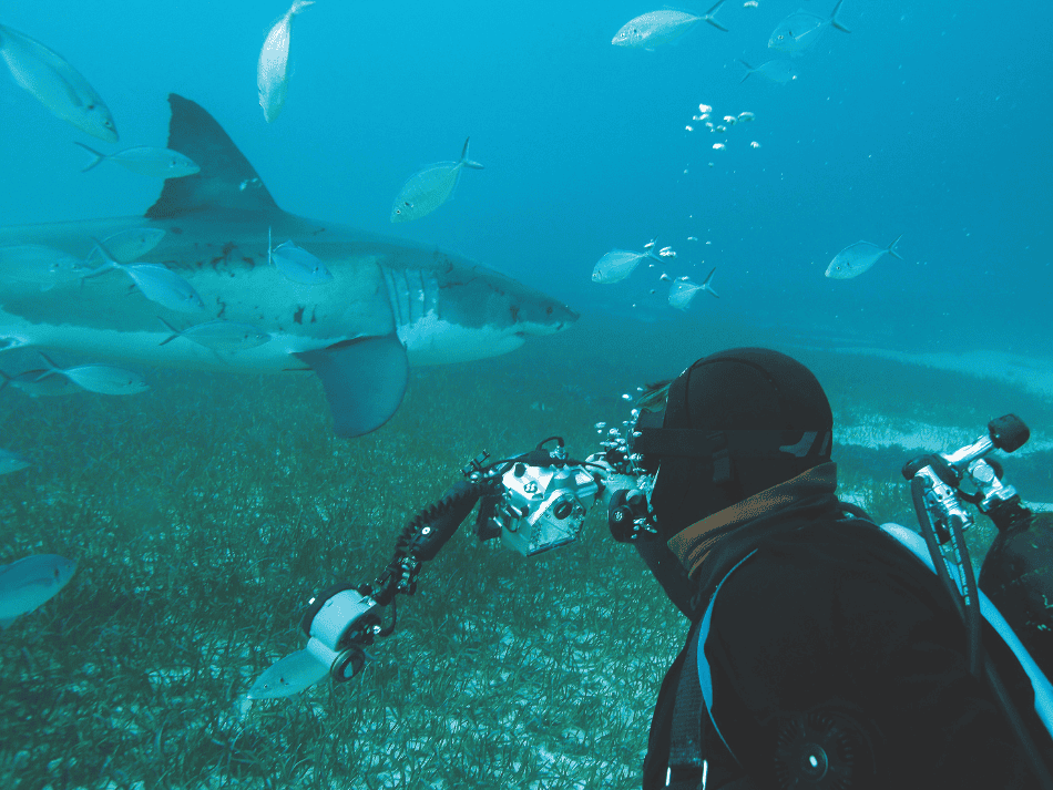 Shark (1)