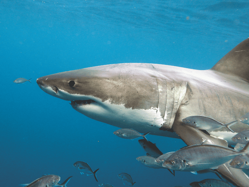 Shark (13)