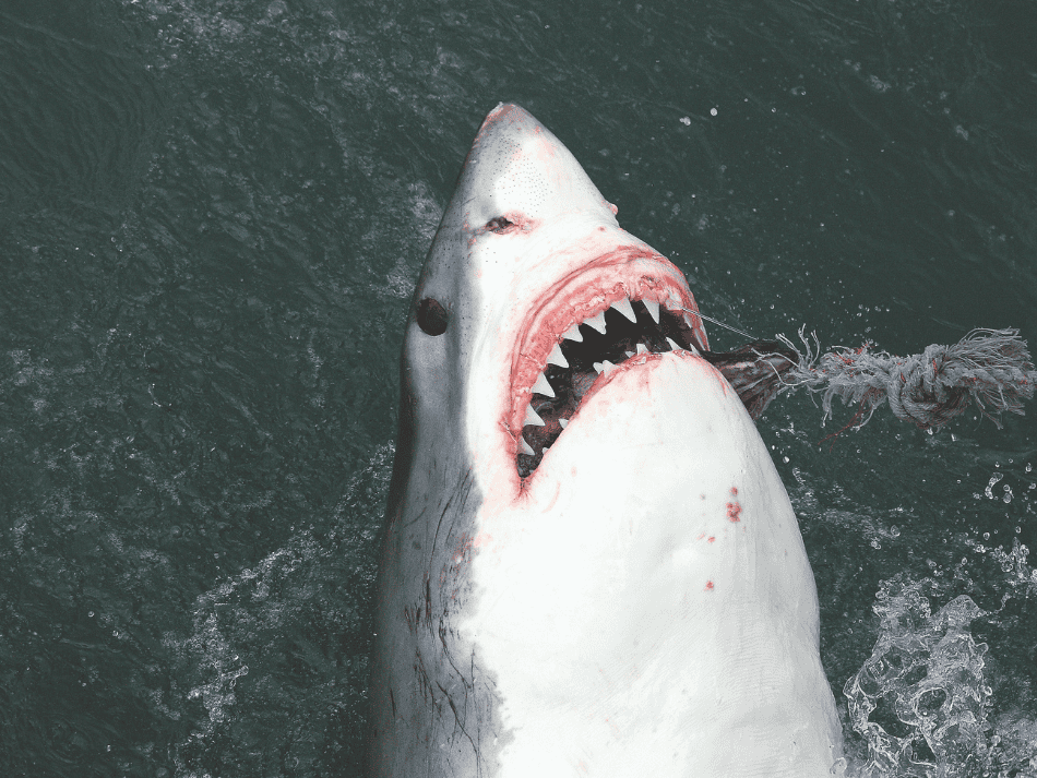 Shark (15)