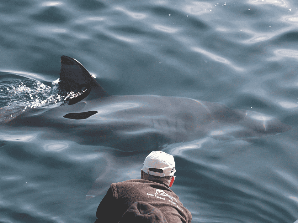 Shark (16)