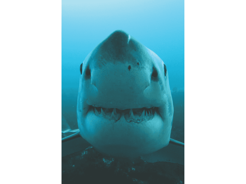 Shark (17)