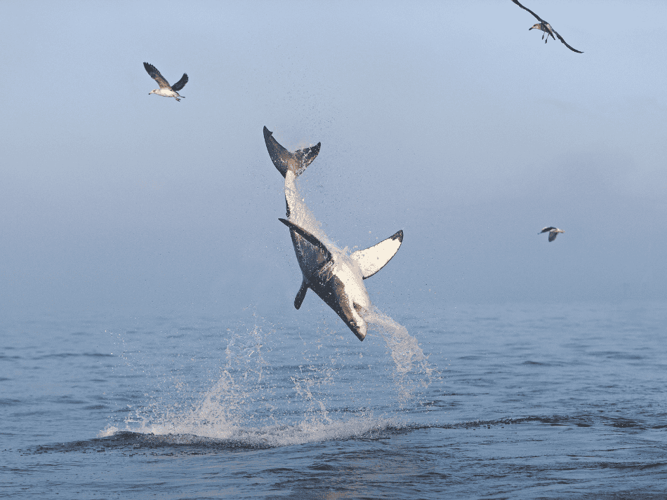 Shark (18)