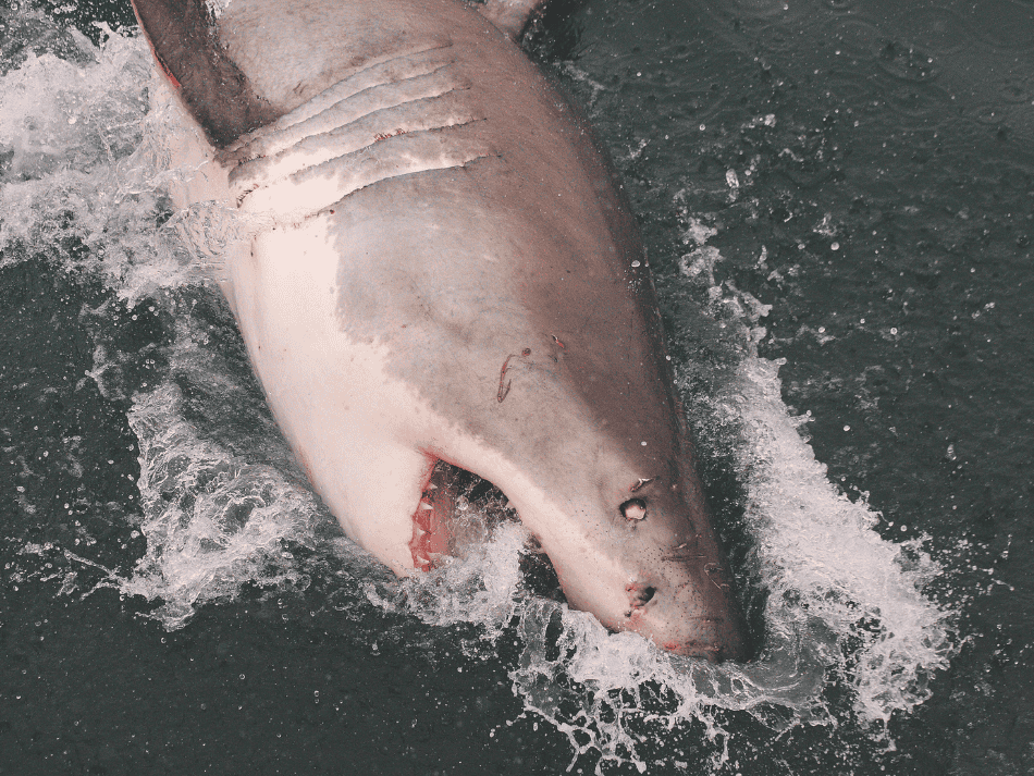 Shark (19)