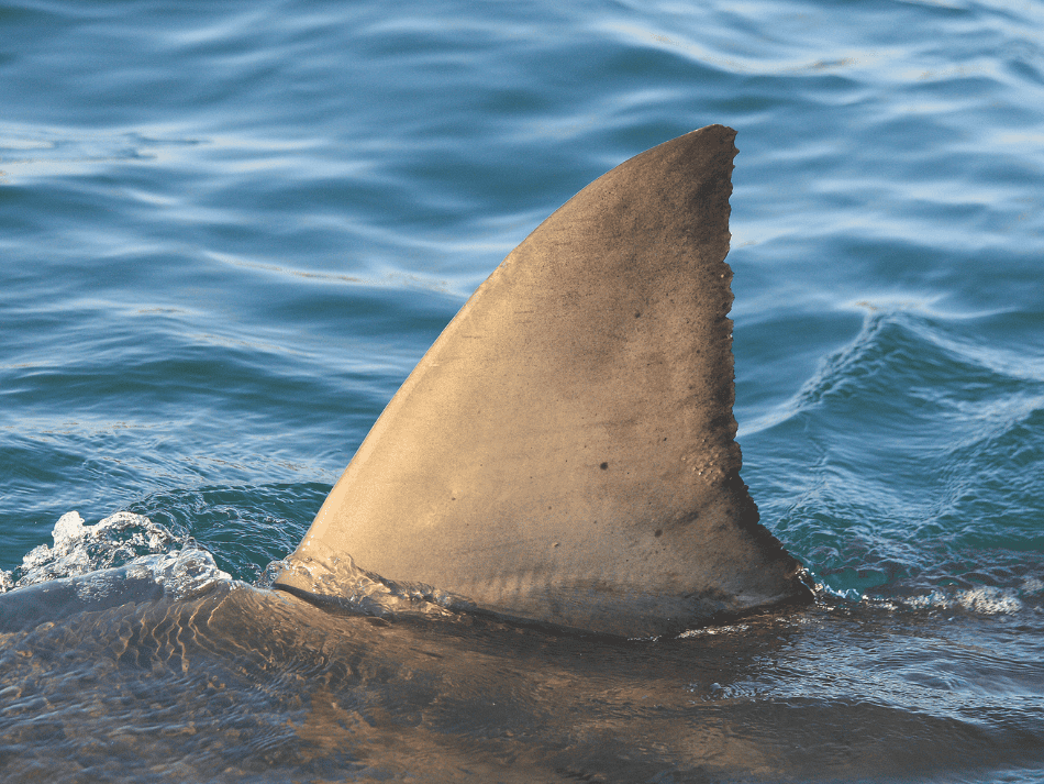 Shark (2)