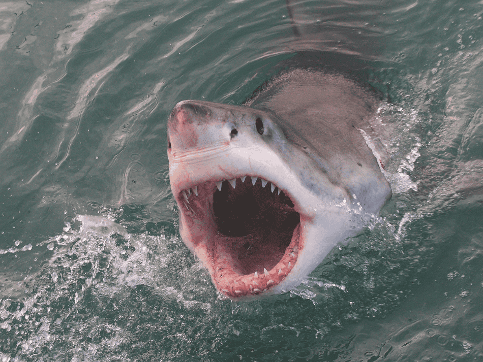 Shark (22)