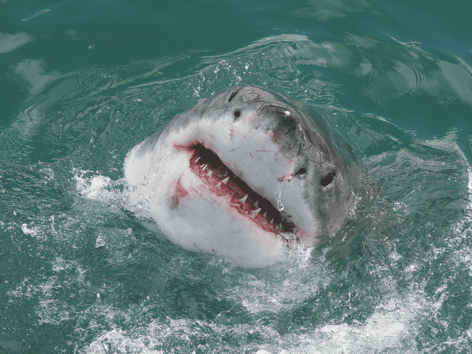 Shark (4)