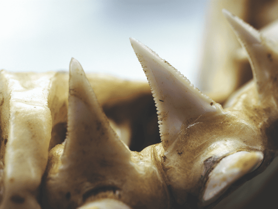 Shark (5)