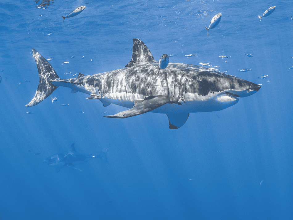 Shark (8)