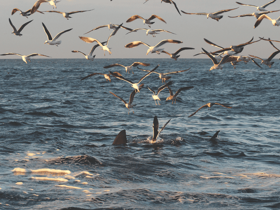 Shark (9)
