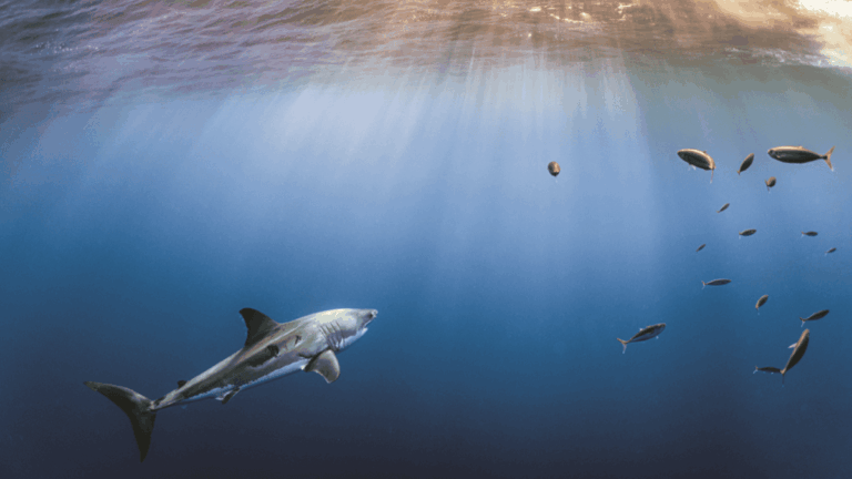 Shark couv (1)