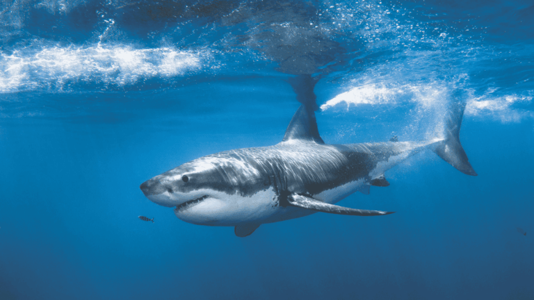 Shark couv (3)