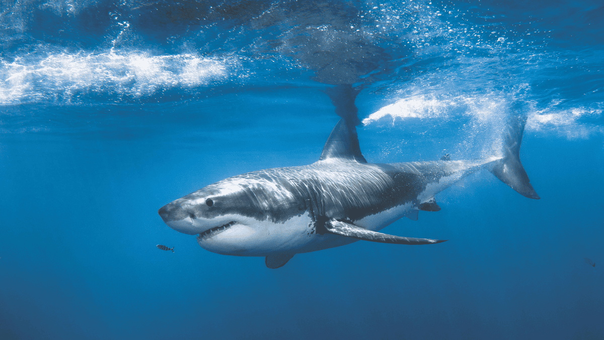 Shark couv (3)