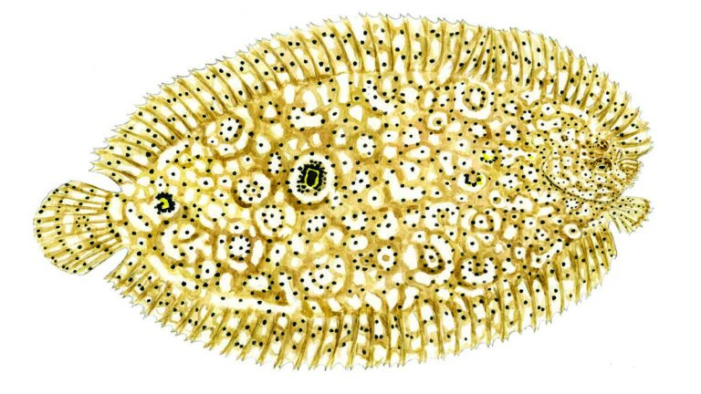La sole Moïse, maîtresse du camouflage, se fond parfaitement dans les fonds marins, un spectacle fascinant pour les plonge...