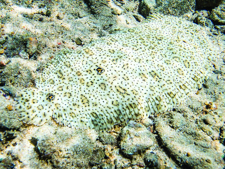 Sole
