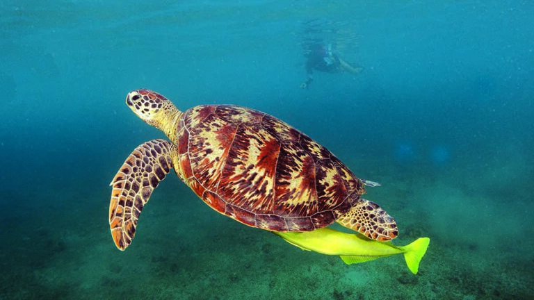 Une majestueuse tortue marine glisse paisiblement dans les eaux cristallines, symbole de l'harmonie sous-marine. 🐢 #Plongée