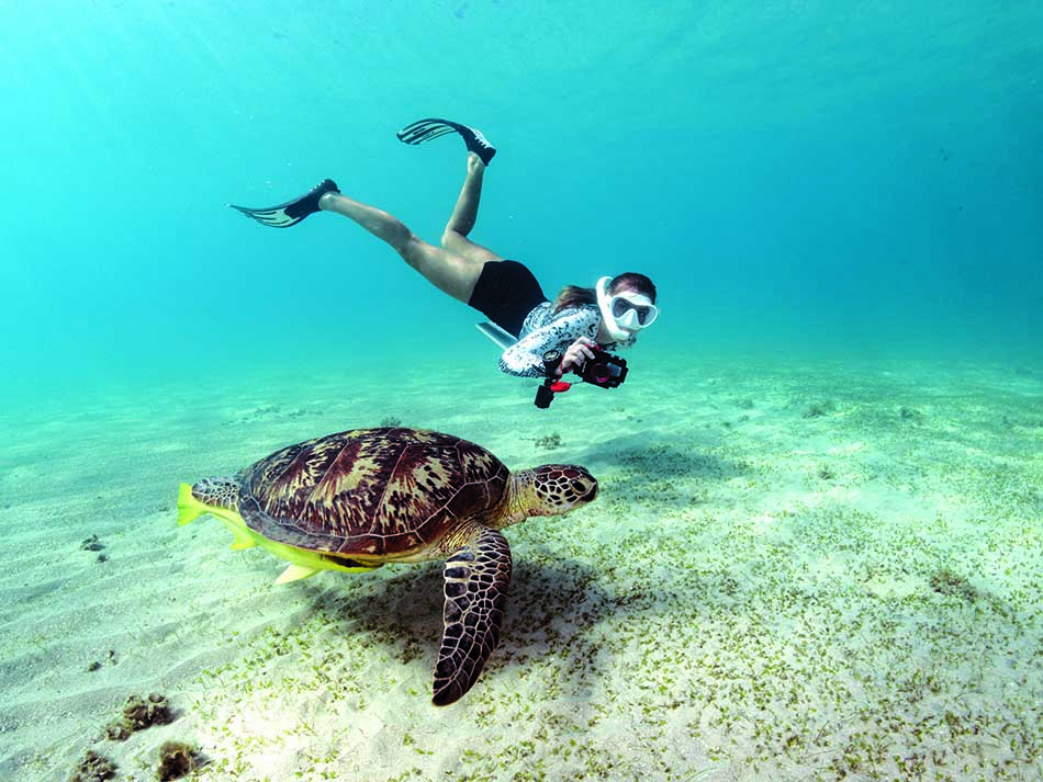 Tortue et apnéiste