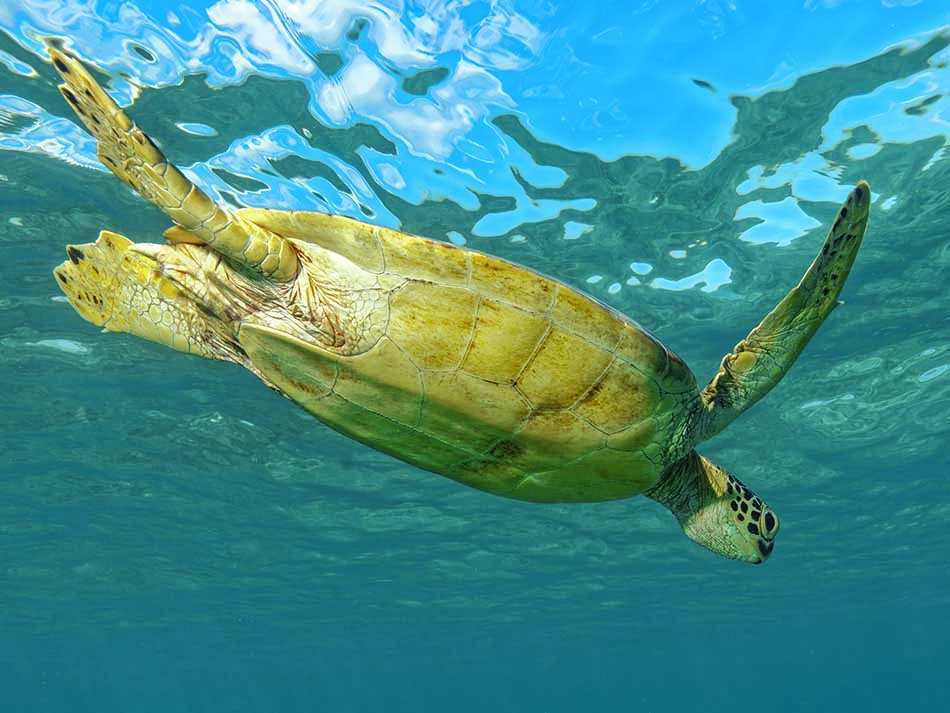 Tortue surface