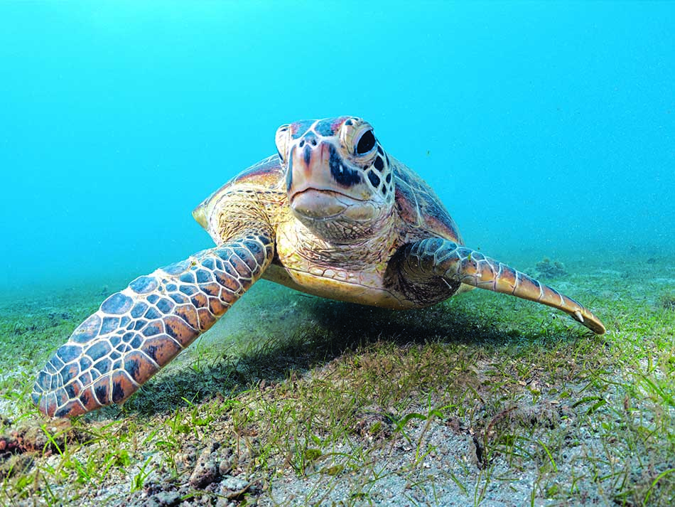 Tortue