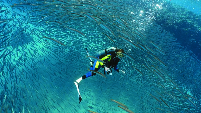 Un plongeur explore un banc de poissons argentés dans des eaux cristallines, illustrant la richesse de la biodiversité mar...