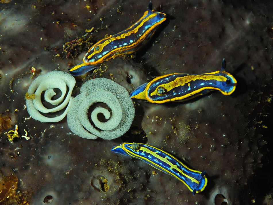 Trio nudi