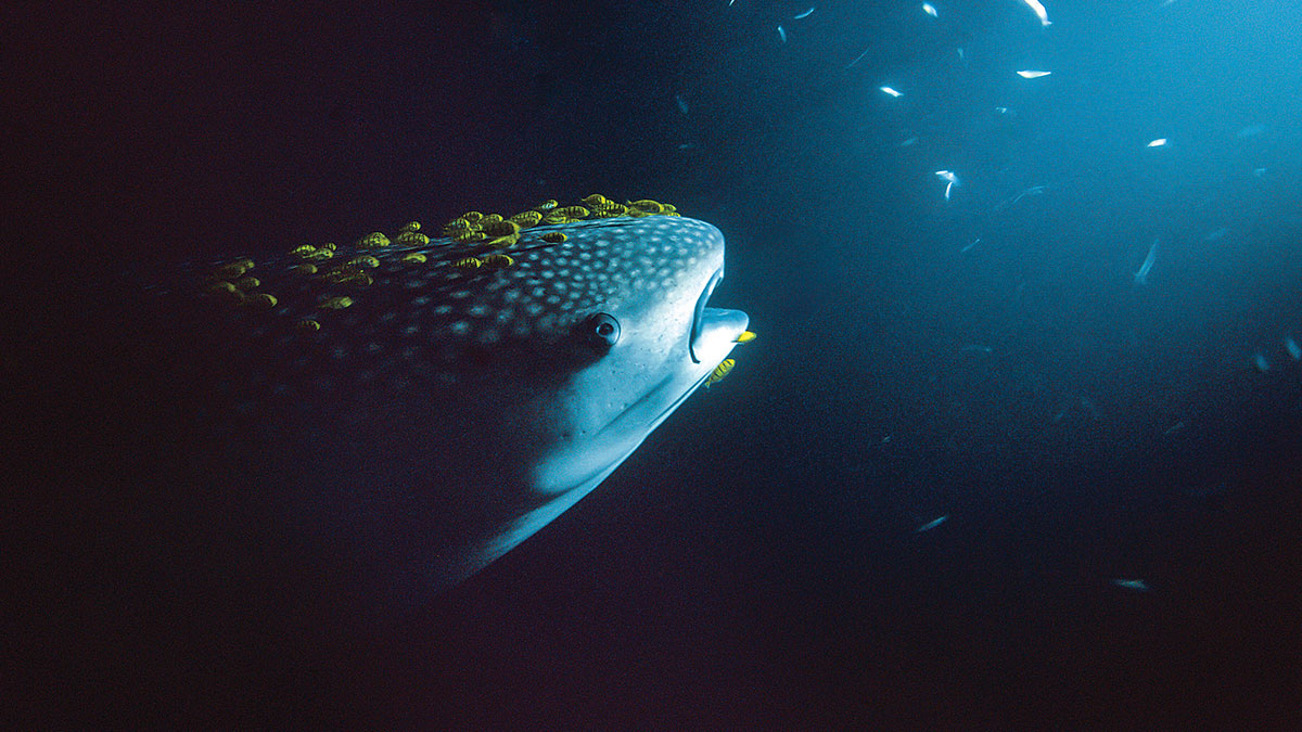 Un majestueux requin-baleine nage paisiblement dans les profondeurs illuminées, entouré de poissons scintillants. #Plongée