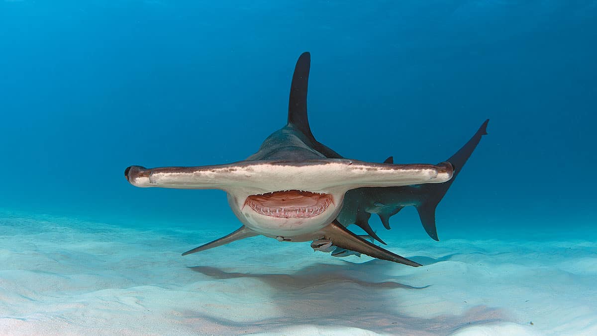 Un requin-marteau majestueux évolue dans les eaux cristallines de Bimini, offrant une rencontre inoubliable pour les passi...