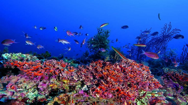 Un récif corallien vibrant de vie marine multicolore offre un spectacle fascinant pour les amateurs de plongée sous-marine.