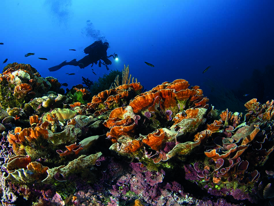 Corail