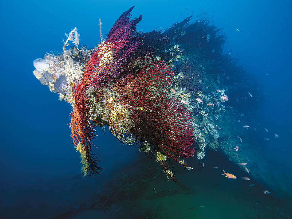 Epave sous marine corse 5