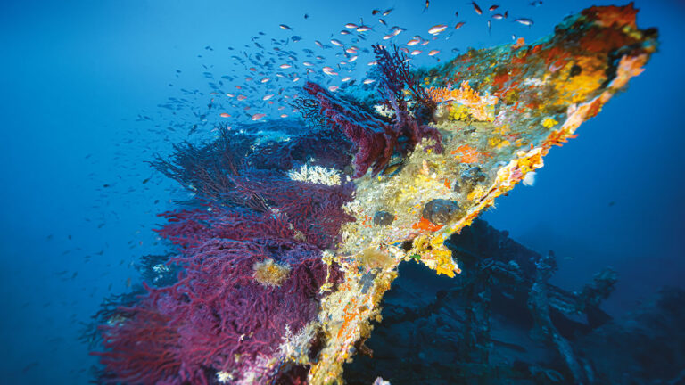 Un écosystème vibrant de coraux et poissons colore l'épave sous-marine en Corse, un paradis pour les passionnés de plongée...