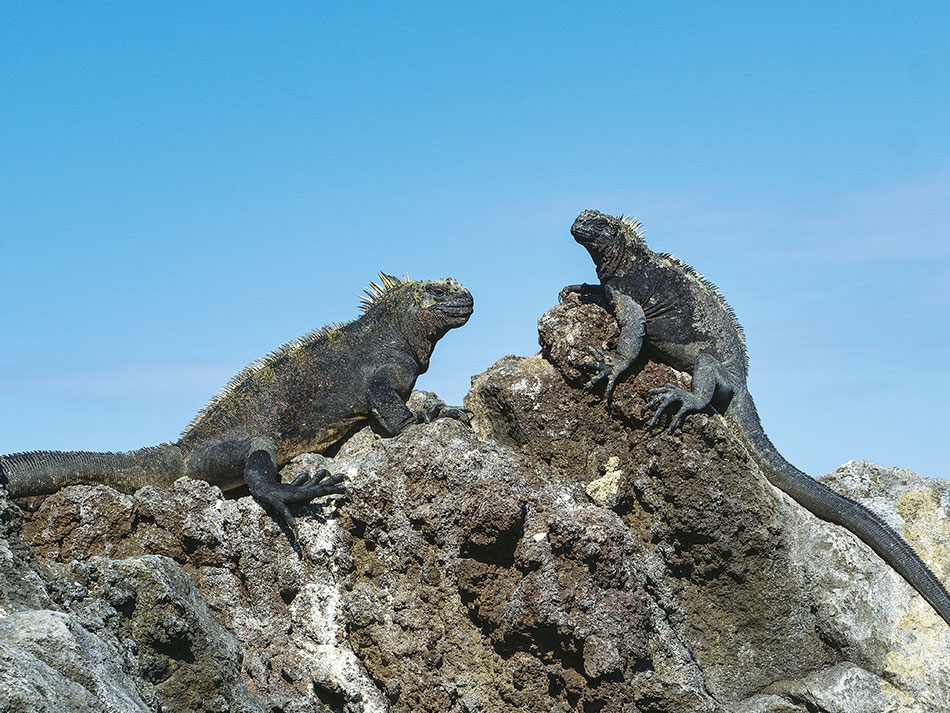 Galapagos biodiversite 11