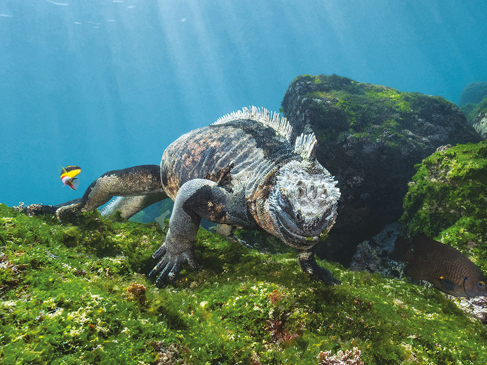 Galapagos biodiversite 12