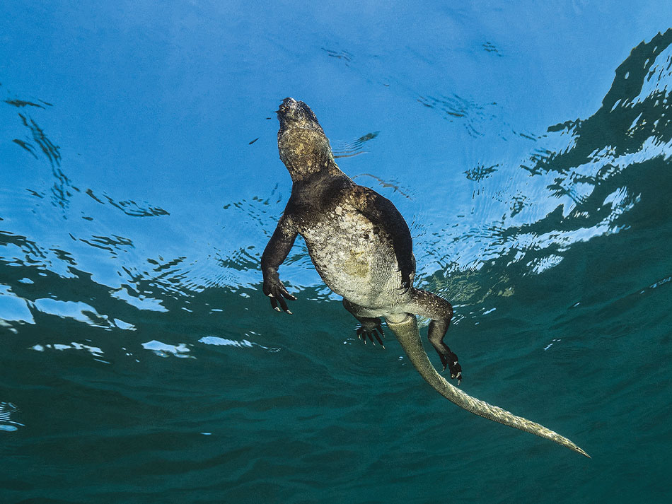 Galapagos biodiversite 13