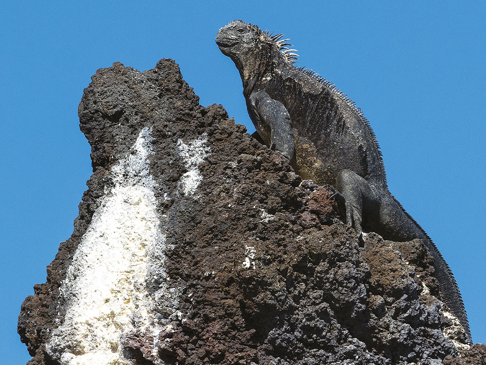 Galapagos biodiversite 14