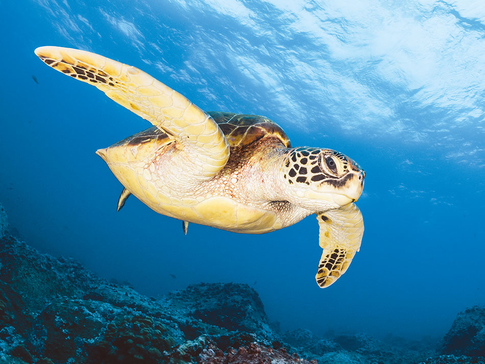 Galapagos biodiversite 2