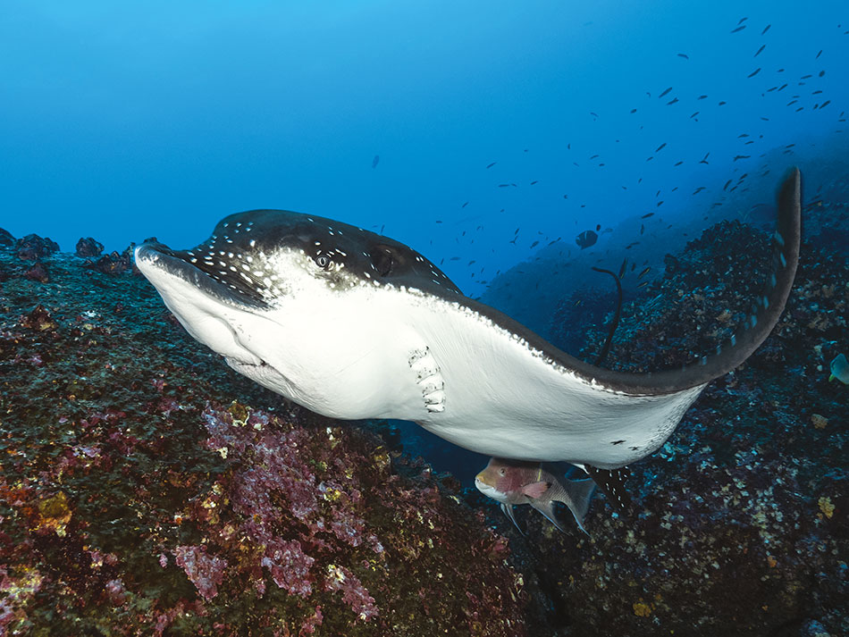 Galapagos biodiversite 3