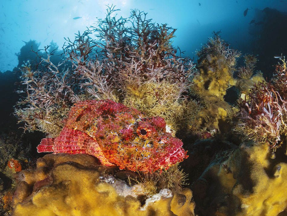 Galapagos biodiversite 4