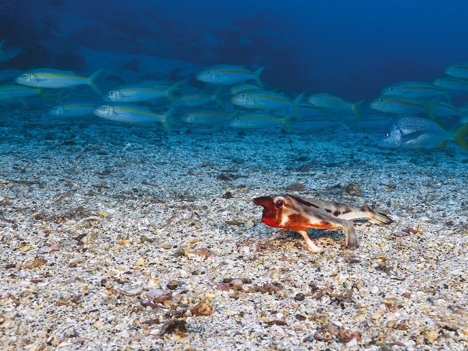 Galapagos biodiversite 5
