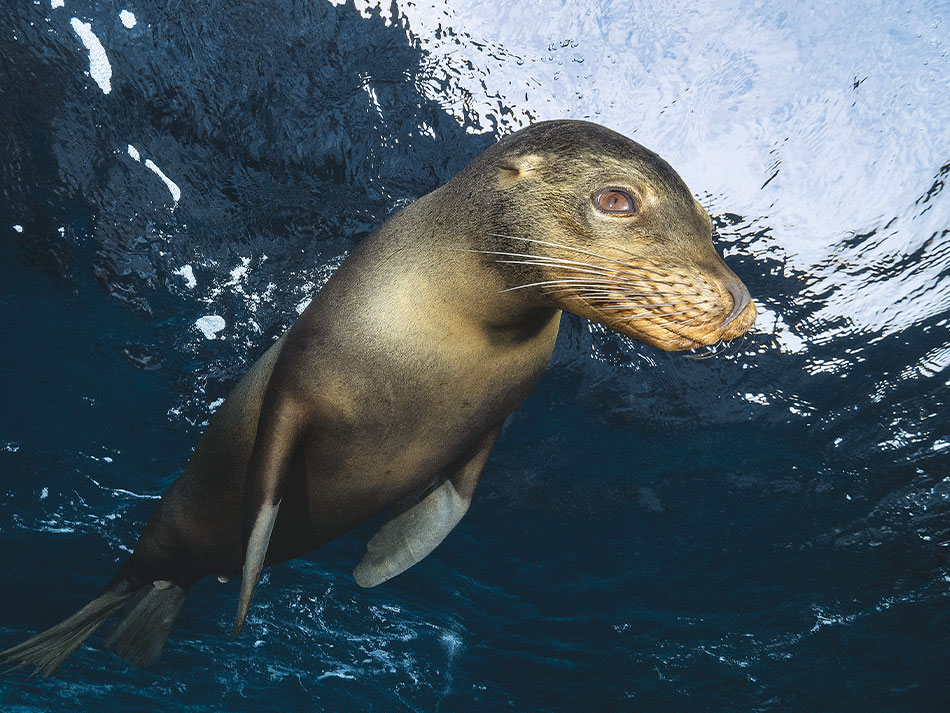 Galapagos biodiversite 6